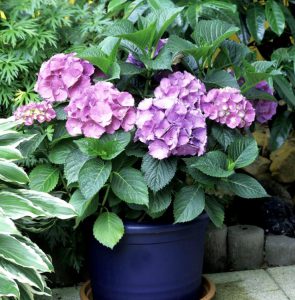 Como Hacer Una Hortensia Rosa