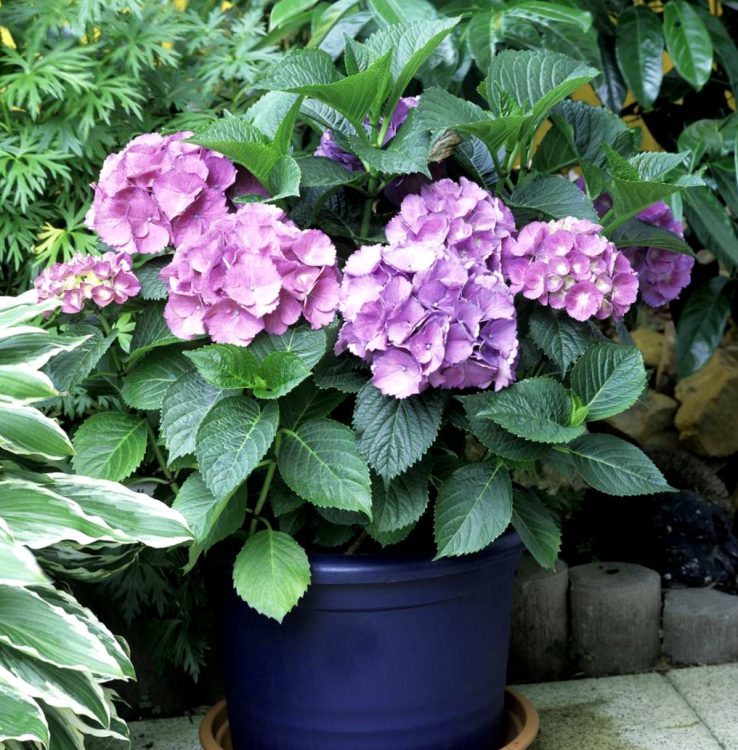 Como Hacer Una Hortensia Rosa