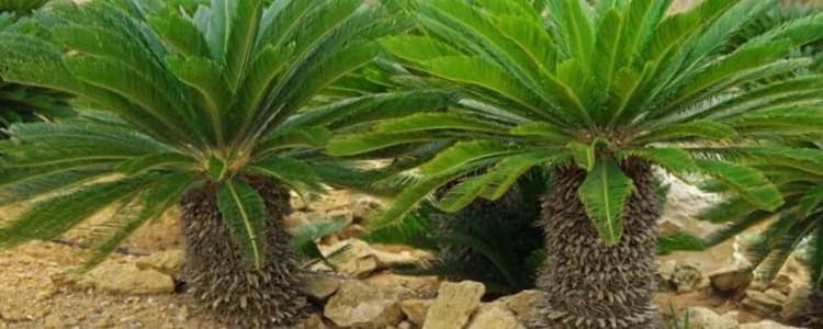 Como Hacer Una Palmera Falsa