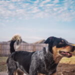 Como Hacer Una Prueba De Personalidad De Cachorro