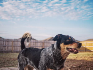 Como Hacer Una Prueba De Personalidad De Cachorro