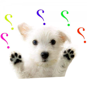 Como Hacer Una Valla A Prueba De Perros 1