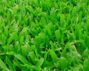 Como Identificar La Maleza Henbit Del Cesped 1