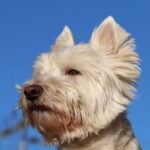 Como Identificar Y Tratar La Perdida De Cabello Del Perro