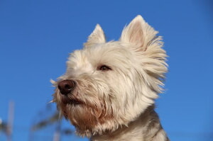 Como Identificar Y Tratar La Perdida De Cabello Del Perro