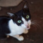 Como Identificar Y Tratar La Peritonitis Infecciosa Felina