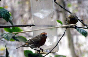 Como Instalar Un Bebedero Para Pajaros Colgante 3