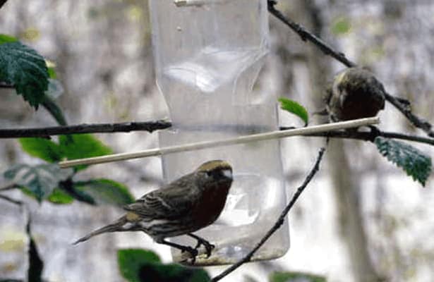 Como Instalar Un Bebedero Para Pajaros Colgante 3