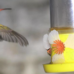 Como Instalar Un Bebedero Para Pajaros En El Jardin 1