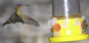 Como Instalar Un Bebedero Para Pajaros En El Jardin 1