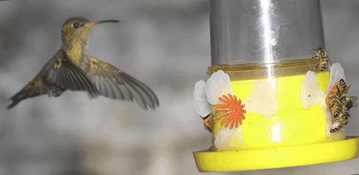 Como Instalar Un Bebedero Para Pajaros En El Jardin 1