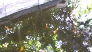 Como Limpiar Un Estanque De Peces Al Aire Libre