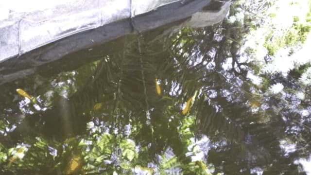 Como Limpiar Un Estanque De Peces Al Aire Libre