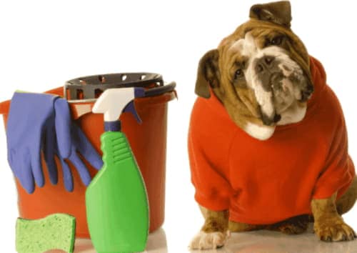 Como Limpiar Y Neutralizar Los Olores De La Orina De Las Mascotas De La Alfombra 1