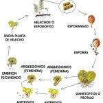 Como Localizar Esporas En Helechos