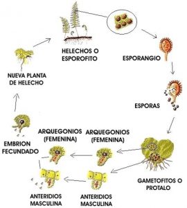 Como Localizar Esporas En Helechos