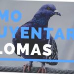 Como Mantener A Las Palomas Fuera Del Techo