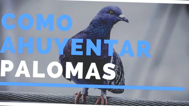 Como Mantener A Las Palomas Fuera Del Techo