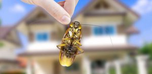 Como Mantener A Los Insectos Fuera De Su Casa Sin Usar Pesticidas