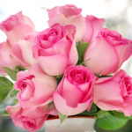 Como Mantener Frescas Las Rosas