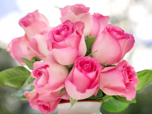 Como Mantener Frescas Las Rosas