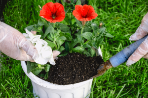 Como Mantener Hermosas Las Petunias