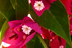 Como Mantener La Floracion De Las Buganvillas