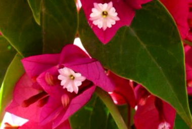 Como Mantener La Floracion De Las Buganvillas