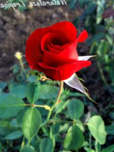 Como Mantener Las Rosas