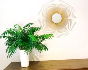 Como Mantener Un Arbol Como Planta De Interior