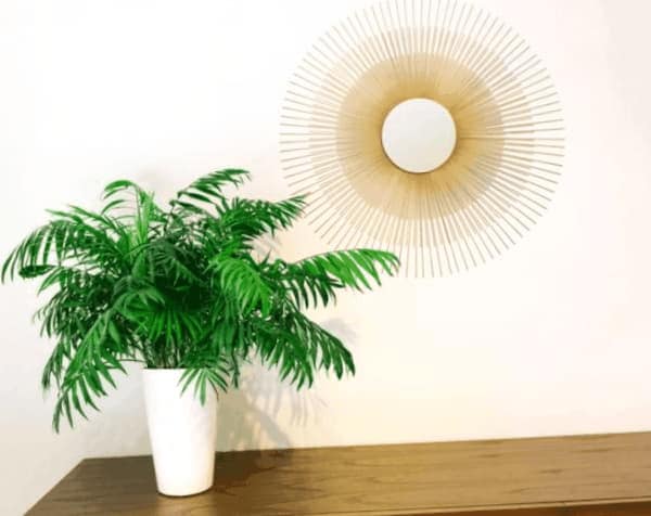 Como Mantener Un Arbol Como Planta De Interior