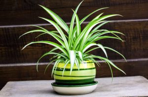 Como Mantener Vivas Las Plantas