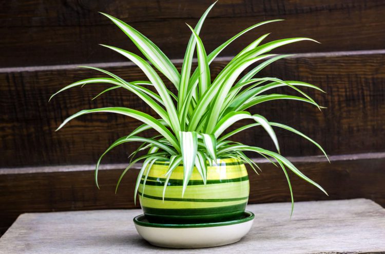 Como Mantener Vivas Las Plantas