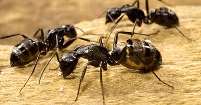 Como Matar Hormigas Cucarachas Y Aranas Con Champu 4