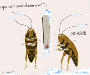 Como Matar Insectos Sin Toxinas