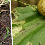 Como Matar Las Plagas Del Jardin Scaled