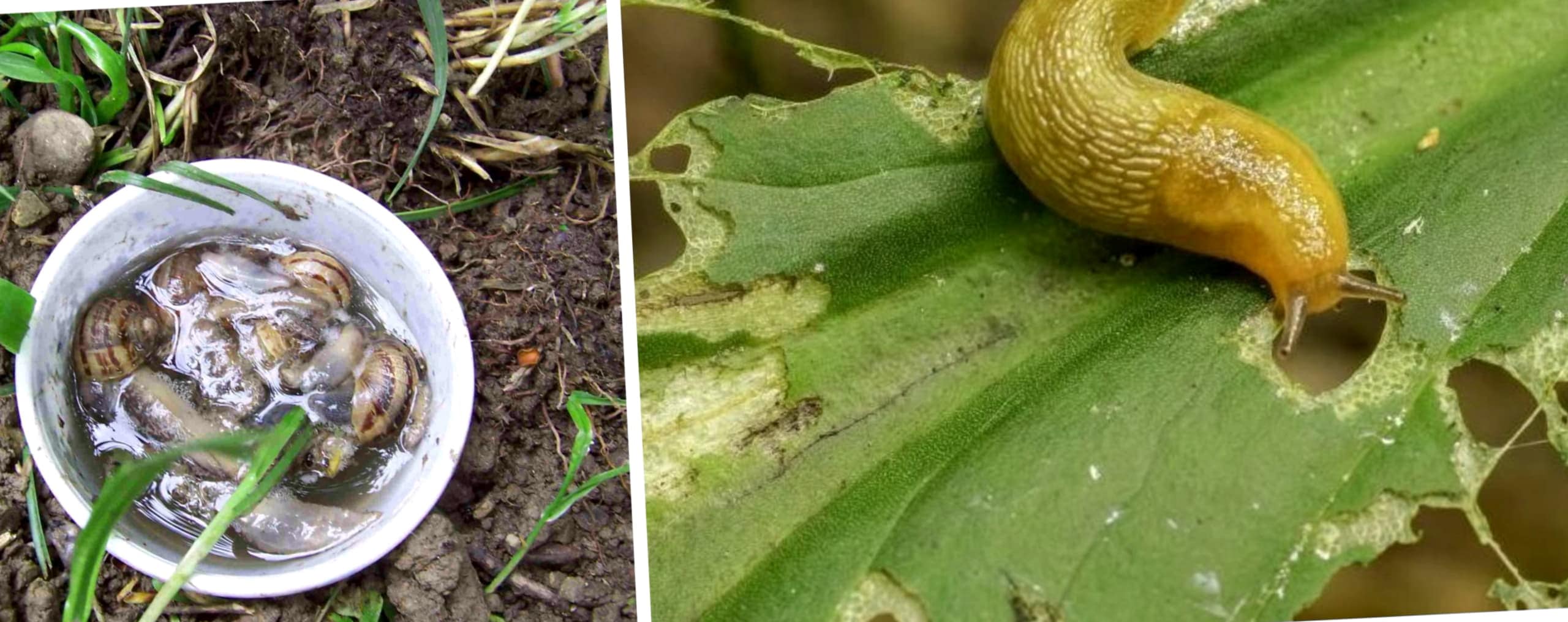 Como Matar Las Plagas Del Jardin Scaled