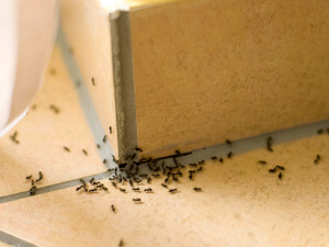 Como Matar Las Plagas Domesticas Con Acido Borico
