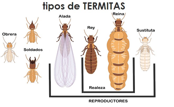 Como Matar Las Termitas De Madera Seca