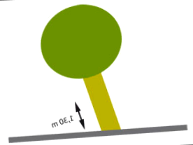Como Medir Un Arbol 5
