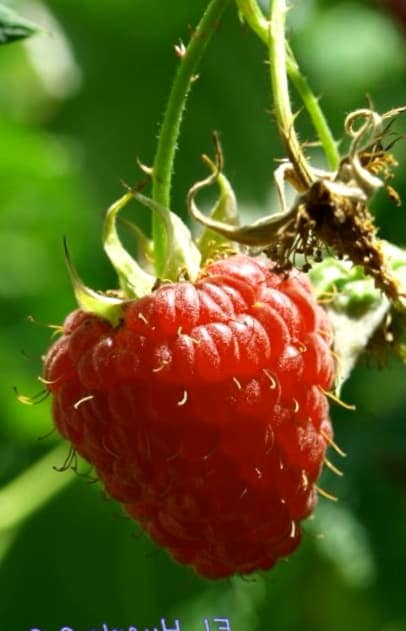 Como Mover Plantas De Frambuesa