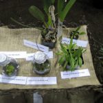 como plantar orquideas