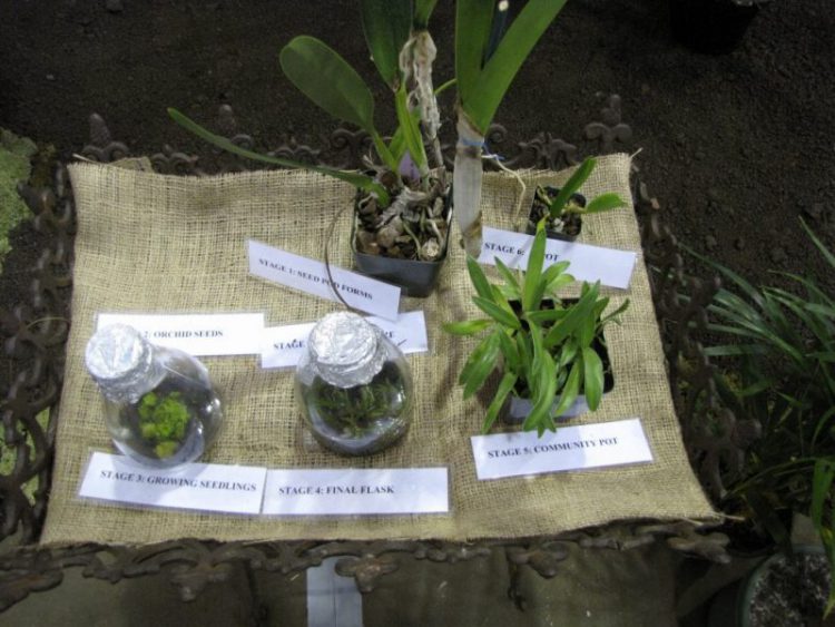 Como Plantar Orquideas