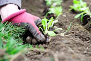 Como Plantar Plantulas De Arboles