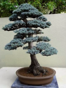 Como Plantar Semillas De Arboles Bonsai 1