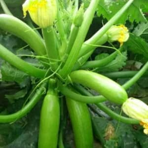Como Plantar Semillas De Calabaza