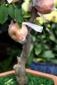 Como Plantar Un Arbol En Un Contenedor