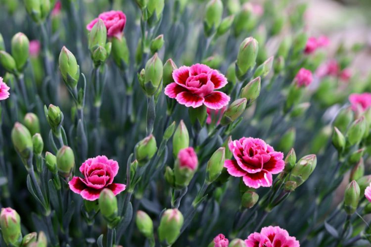 Como Plantar Un Jardin De Invierno