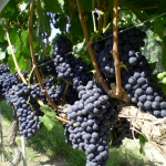 como prevenir errores en el cultivo de la uva scaled