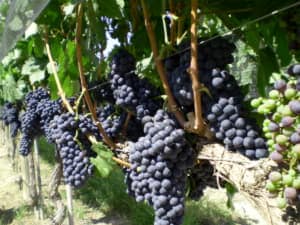 Como Prevenir Errores En El Cultivo De La Uva Scaled